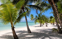 Spiaggia con le palme alle Bahamas immagini stock libere da diritti Spiaggia con le palme alle Bahamas immagini stock libere da diritti