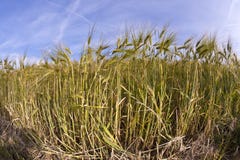 Spica Of Wheat Stock Photo Spica Of Wheat Stock Photo