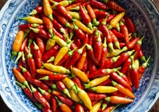 Tabasco Pepper Hot Pepper in Three Colors stock photos Tabasco Pepper Hot Pepper in Three Colors stock photos