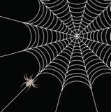 Spider And A Web Royalty Free Stock Images