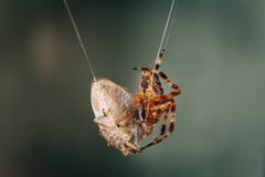 Spider is eating the trapped bug stock images Spider is eating the trapped bug stock images