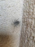 Spider hide royalty free stock photography Spider hide royalty free stock photography