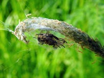 Spider in his net in field, Lithuania Stock Photography Spider in his net in field, Lithuania Stock Photography