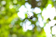 Spider in its nest stock image Spider in its nest stock image