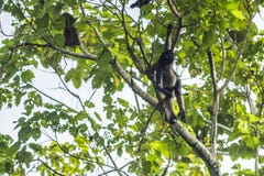 Spider Monkey watching from a tree in the Ecuadorian Amazon. MisahuallÃ, Ecuador stock image Spider Monkey watching from a tree in the Ecuadorian Amazon. MisahuallÃ, Ecuador stock image