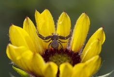 Spider On A Flower Royalty Free Stock Photo