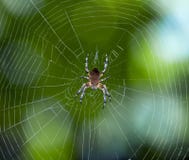Spider On The Web Royalty Free Stock Photo