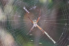 Spider Photographs royalty free stock photography Spider Photographs royalty free stock photography