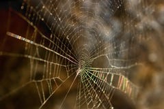 Spider`s web illuminated by the evening sun. Selective focus. royalty free stock photo Spider`s web illuminated by the evening sun. Selective focus. royalty free stock photo
