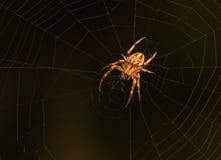 Spider on it`s web