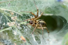 Spider in nest waiting for for prey royalty free stock photos Spider in nest waiting for for prey royalty free stock photos