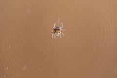 The spider sits on the weaved web stock image The spider sits on the weaved web stock image