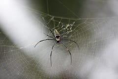 Spider and spider web close-up in natural environment