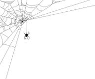 Spider Web Illustration