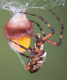 Spider Wrapping An Egg Case Stock Images