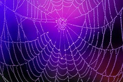 Spiderweb with Dew Drops