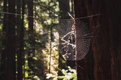 Spiderweb w świetle słonecznym i wystrzelonym tle out zdjęcia stock Spiderweb w świetle słonecznym i wystrzelonym tle out zdjęcia stock