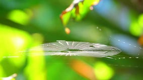 Spiderweb που πιάνει το αεράκι Bokeh Backgroung πρωινού φιλμ μικρού μήκους Spiderweb που πιάνει το αεράκι Bokeh Backgroung πρωινού φιλμ μικρού μήκους