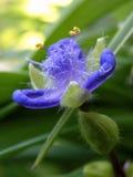 Violet Spiderwort flower Close Up