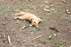 Spielerische Katze, die und nach oben sich drehen am Garten, Asien-Katze liegt stockfoto Spielerische Katze, die und nach oben sich drehen am Garten, Asien-Katze liegt stockfoto