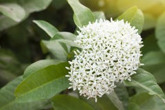 Spike Flower branco foto de stock royalty free Spike Flower branco foto de stock royalty free