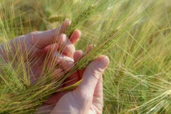 Spikelets of wheat in hand, on a clear field stock images Spikelets of wheat in hand, on a clear field stock images