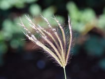 Spikelets χλόης virgata Chloris κινηματογράφηση σε πρώτο πλάνο στοκ φωτογραφίες με δικαίωμα ελεύθερης χρήσης Spikelets χλόης virgata Chloris κινηματογράφηση σε πρώτο πλάνο στοκ φωτογραφίες με δικαίωμα ελεύθερης χρήσης