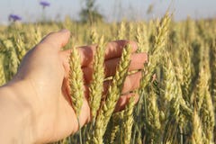 Spikes of Wheat in Hand royalty free stock photography Spikes of Wheat in Hand royalty free stock photography