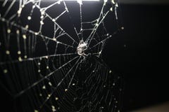 Spin op spinneweb onder een licht stock foto Spin op spinneweb onder een licht stock foto