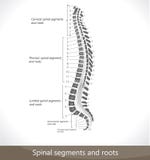 Spinal segments and roots
