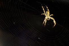 Spindel royaltyfria bilder Spindel royaltyfria bilder