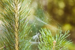 Spindelnät på filialerna fotografering för bildbyråer Spindelnät på filialerna fotografering för bildbyråer