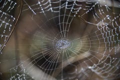 Spindelrengöringsduk i natur royaltyfria foton Spindelrengöringsduk i natur royaltyfria foton