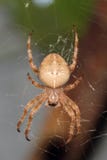Spindelträdgård-spindel lat Araneus royaltyfri bild Spindelträdgård-spindel lat Araneus royaltyfri bild