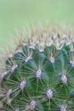 Spines In Array Royalty Free Stock Photography