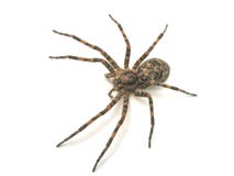 Spinne stockfoto Spinne stockfoto