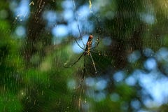 Spinne auf seinem Web stockfotos Spinne auf seinem Web stockfotos