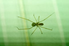 Spinne mach's gut seine Eier auf Grün stockfotos Spinne mach's gut seine Eier auf Grün stockfotos