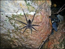 Spinnen-Felsen lizenzfreies stockfoto Spinnen-Felsen lizenzfreies stockfoto