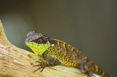 Spiny lizard royalty free stock photos Spiny lizard royalty free stock photos