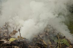 Thick Smoke is Released from a Pile of Leaves stock photo Thick Smoke is Released from a Pile of Leaves stock photo