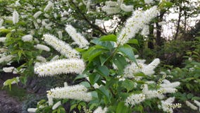 Spirea Bush blommor royaltyfri bild Spirea Bush blommor royaltyfri bild