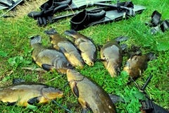 spitted Fisk och utrustning för spearfishing royaltyfri foto spitted Fisk och utrustning för spearfishing royaltyfri foto