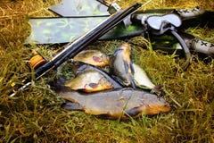 spitted Undervattens- vapen, fena och fisk på stranden royaltyfri bild spitted Undervattens- vapen, fena och fisk på stranden royaltyfri bild