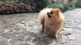 Spitz de Pomeranian dans le jardin Spitz de Pomeranian dans le jardin