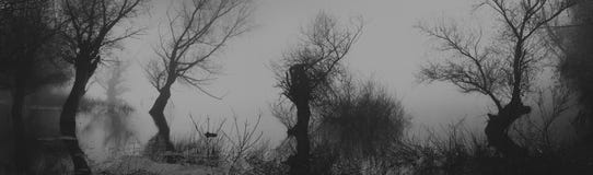 Spooky dark landscape showing silhouettes od trees in the swamp stock photos Spooky dark landscape showing silhouettes od trees in the swamp stock photos