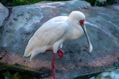 Spoonbill blanco foto de archivo libre de regalías Spoonbill blanco foto de archivo libre de regalías