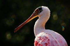 spoonbill птицы розовый Красивый восход солнца с птицей, ajaja Platalea, Roseate колпицей, в свете задней части солнца воды, порт стоковое изображение rf spoonbill птицы розовый Красивый восход солнца с птицей, ajaja Platalea, Roseate колпицей, в свете задней части солнца воды, порт стоковое изображение rf