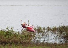 Spoonbills rosados en el lago fotografía de archivo libre de regalías Spoonbills rosados en el lago fotografía de archivo libre de regalías
