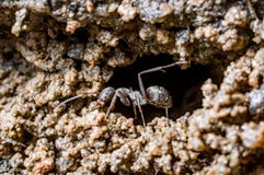 Sporcizie di trasporto di una formica dal suo nido fotografia stock Sporcizie di trasporto di una formica dal suo nido fotografia stock